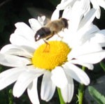 Biene-auf-Margarite