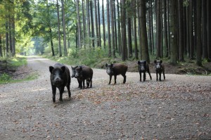 Wildschweine - Foto Inge Veil-Köberle