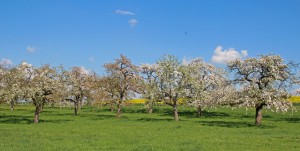 Blühende Obstbaumwiesen - Foto oberschwaben-welt.de