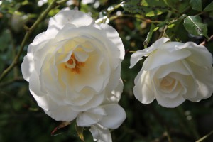 Rosen - oberschwaben-welt