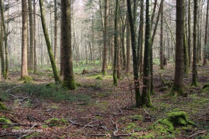 Oberschwaben-04-Wald