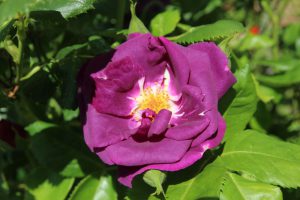 Garten-10-Rose-blau