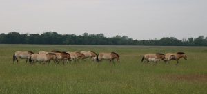 Hortobagy-Przewalsky-Pferde