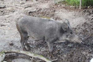Wildschweingehege Tannenbühl  (2)