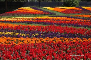 Blütenzauber in Sigmaringen - Oberschwaben-Welt